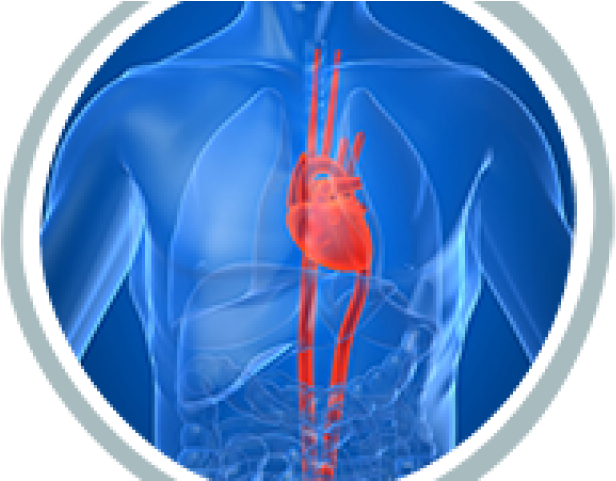Lungs Png (640x480), Png Download