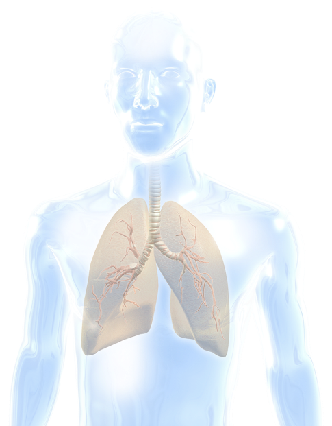 Lung - Illustration (607x624), Png Download
