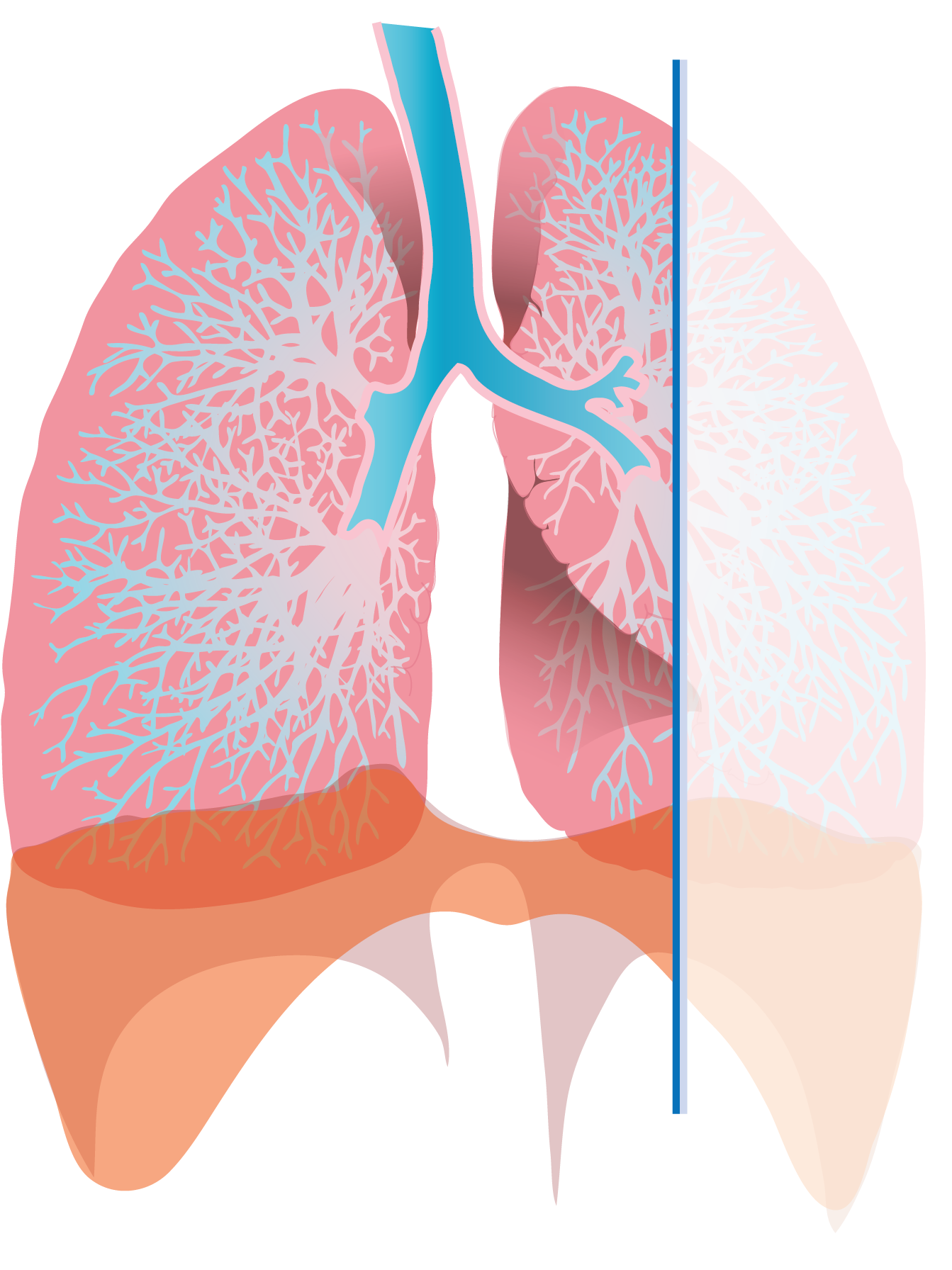 Pasa Services - Exhaling Lungs (1480x1791), Png Download