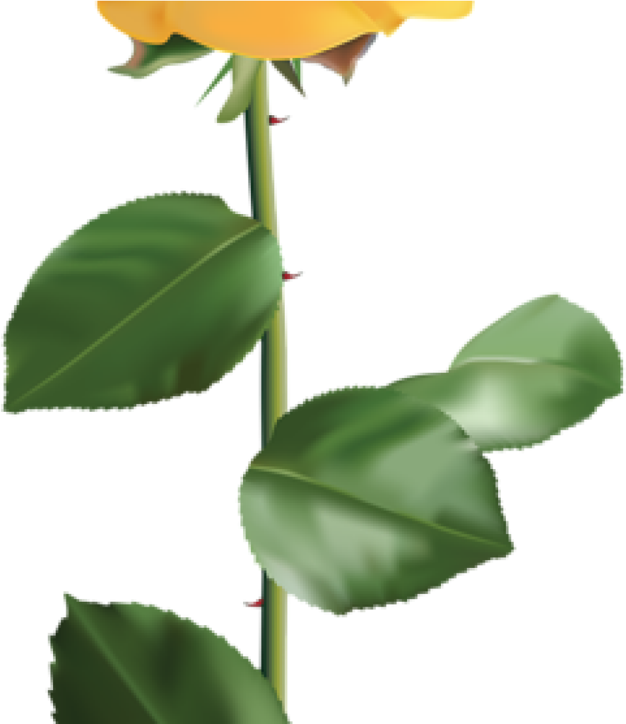 Yellow Rose Clipart Vintage Yellow Rose Encode Clipart - Transparent Yellow Flower Png (1024x1024), Png Download
