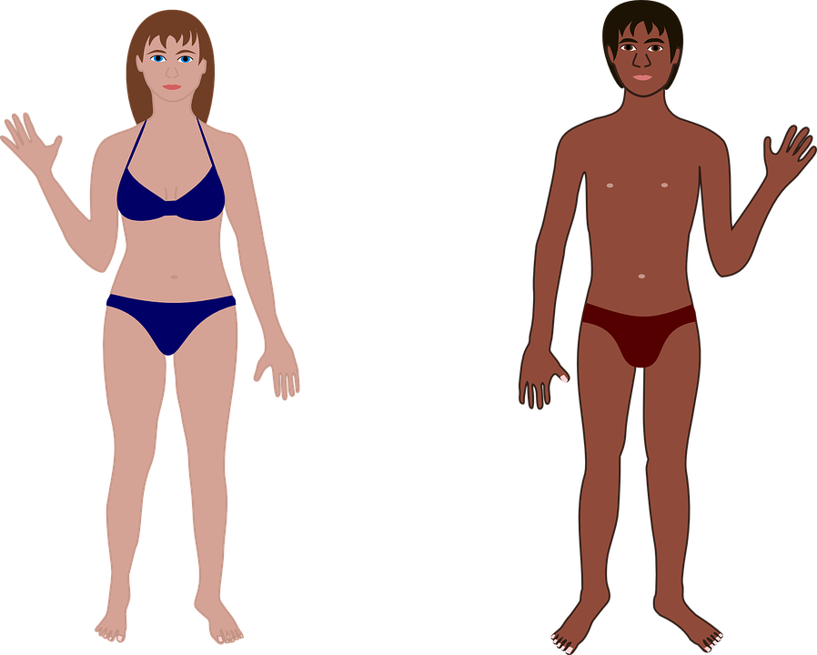 People Clipart Bathing Suit - Human Body (898x720), Png Download