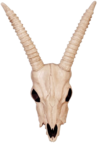 Download - Gazelle Skull (565x565), Png Download