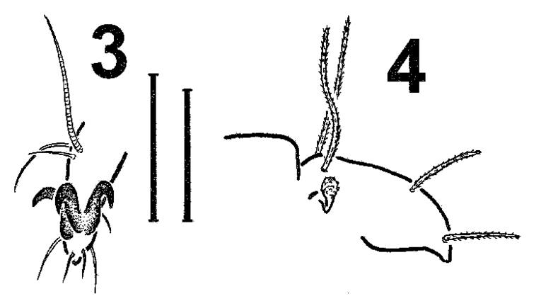 Trhypochthonius Lopezvallei Sp - Illustration (850x506), Png Download