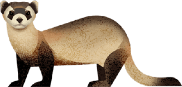 Cartoon Black Footed Ferret Png (640x480), Png Download