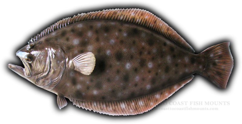 25" Fluke Fish Mount Replica - Sole (800x411), Png Download