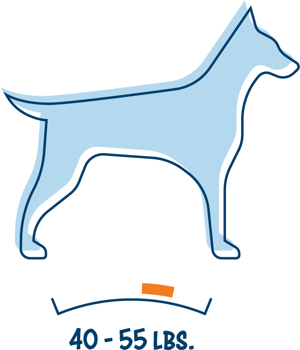 Medium Dog - Guard Dog (960x960), Png Download