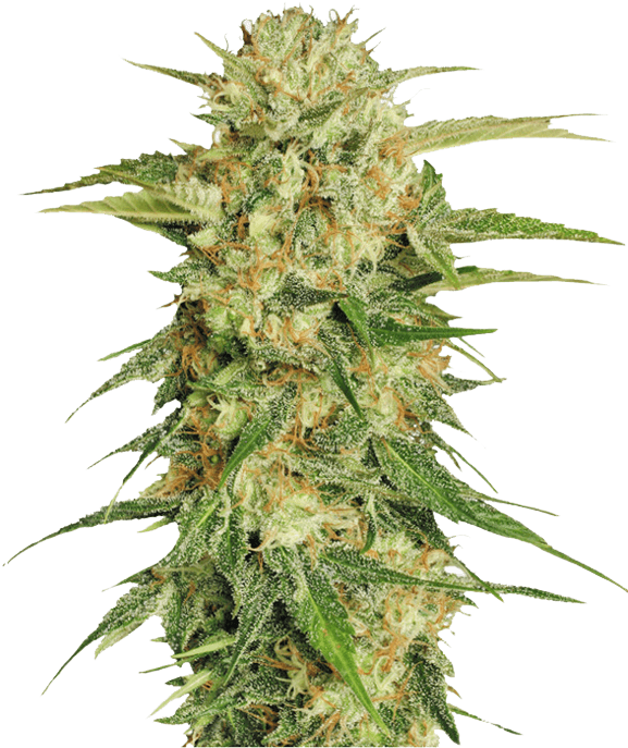 Online Marijuana Dispensary - Cannabis Sativa Seed Plant (585x915), Png Download