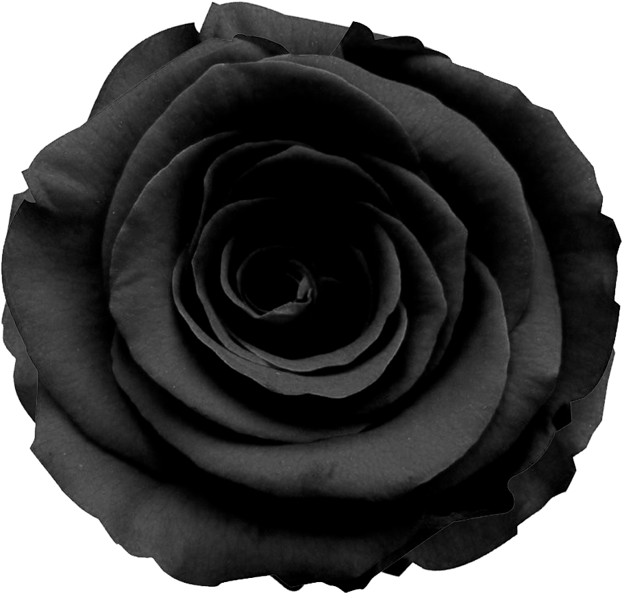 Black Roses - Black Flower (1000x1000), Png Download