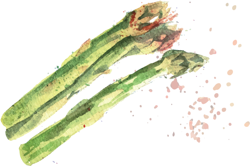 Asparagus - Chlorophyta (1000x552), Png Download