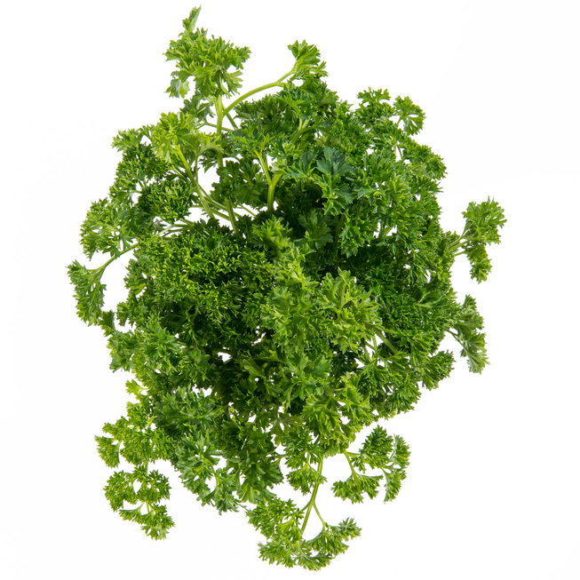 Curly Parsley - Stock Photography (653x653), Png Download