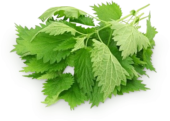 Nettle Png - Kopriva (600x600), Png Download