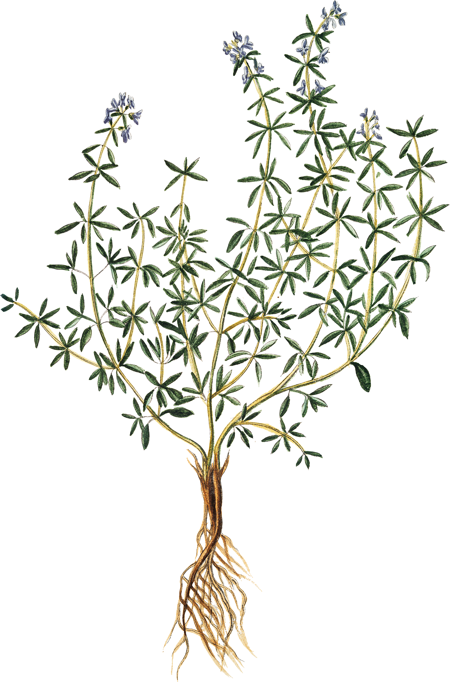 Vegetation Drawing Herb - Thyme Print (1592x2400), Png Download