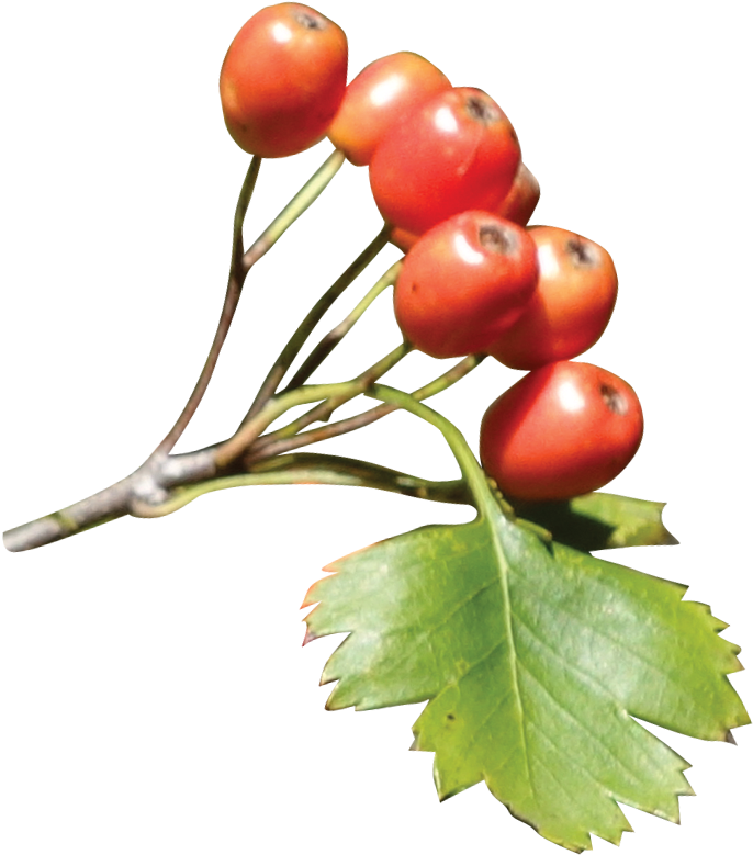 Fruit - Hawthorn Png (724x803), Png Download