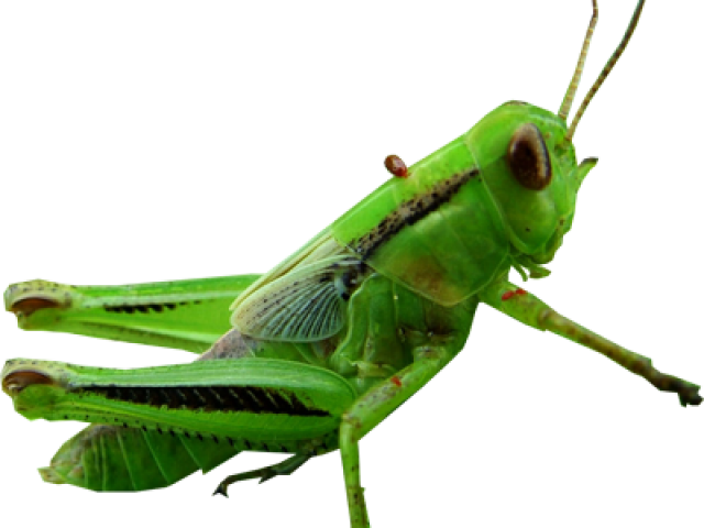 Grasshopper Clipart Transparent - Cricket's Ears Meme (640x480), Png Download