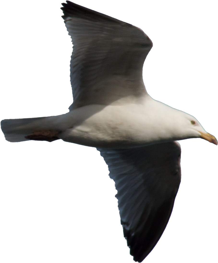 Gull Png Background - European Herring Gull (1024x1178), Png Download