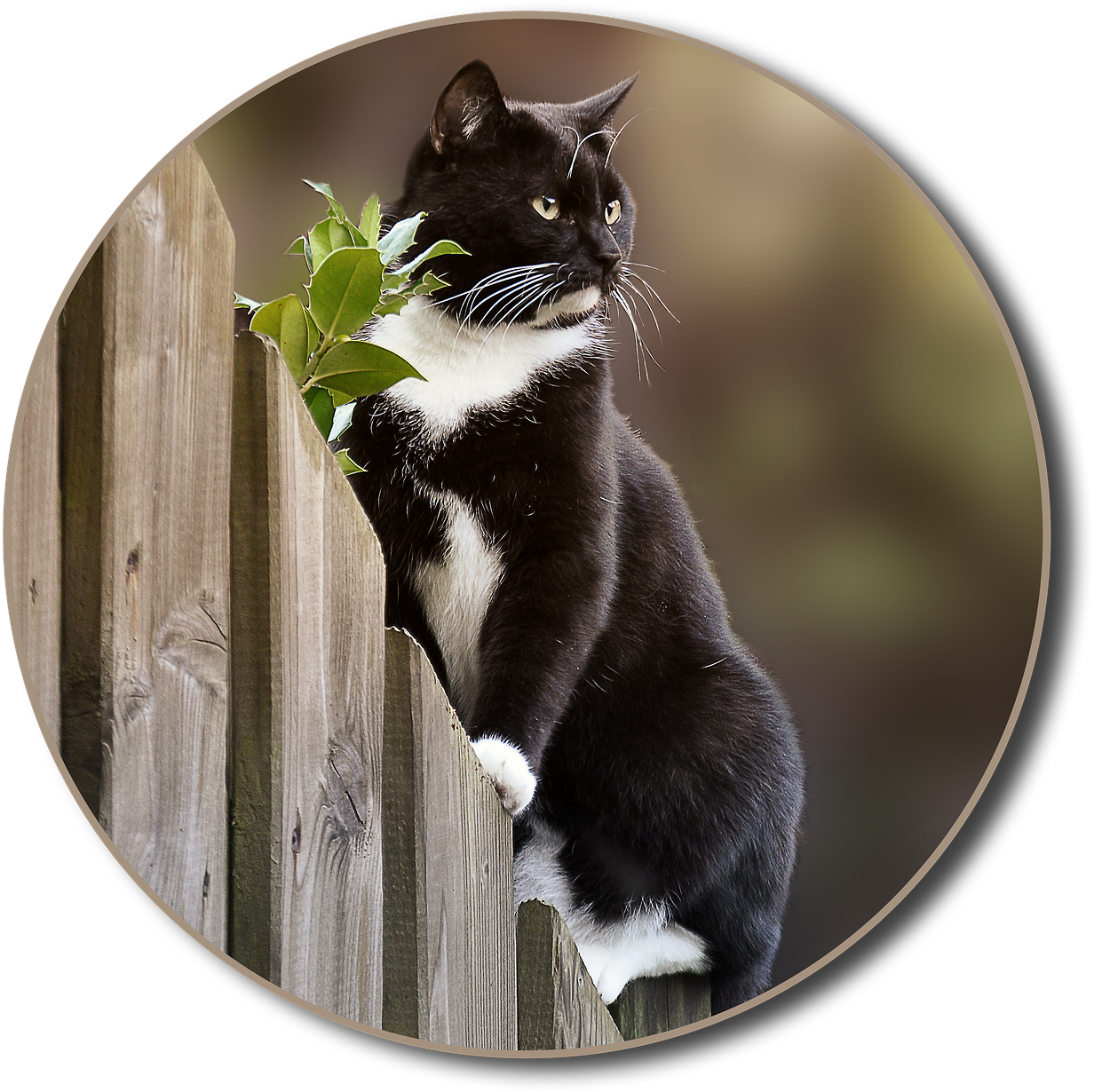 Cat Fence Garden - Domestic Short-haired Cat (1280x1280), Png Download