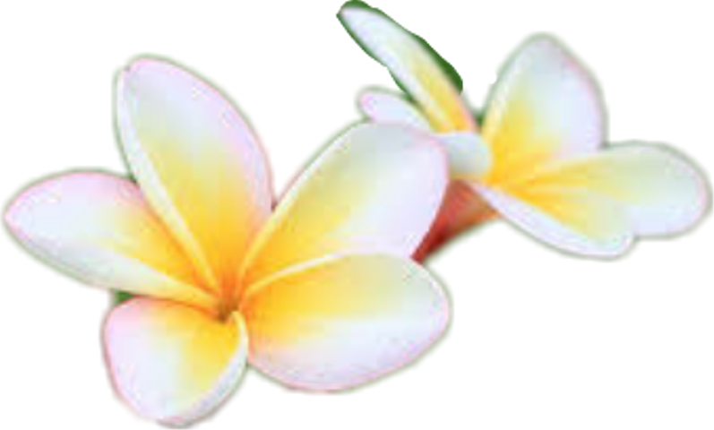 Frangipani (797x480), Png Download