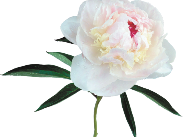 Peony Clipart Transparent Background - Peony Transparent (640x480), Png Download