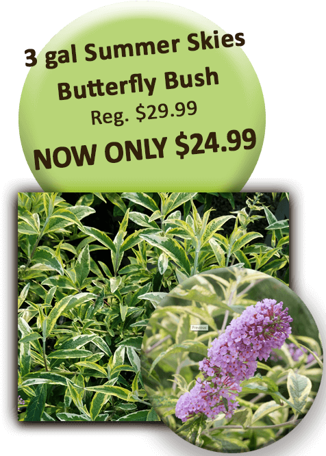 3 Gal Summer Skies Butterfly Bush - Special K (504x720), Png Download