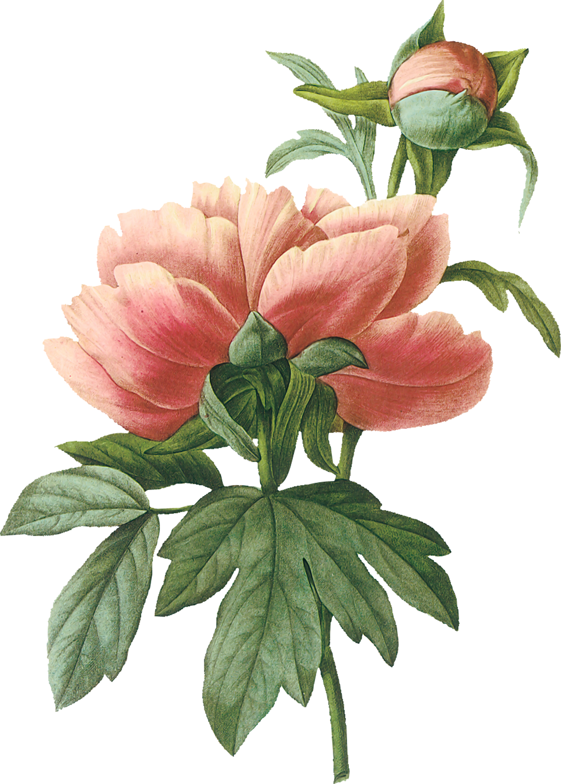 Peonies - Flower Painting On Book Pages (1100x1539), Png Download