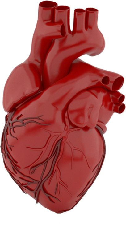 Heart - Illustration (500x800), Png Download