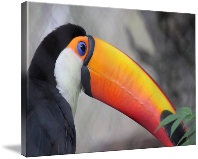By Melvin Dillon - Hornbill (650x523), Png Download