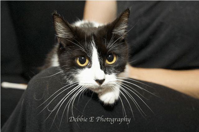 Photo Of Ac0638 Princess Poppy - Domestic Short-haired Cat (638x638), Png Download
