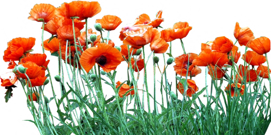 Clipart Resolution 900*450 - Poppies Png (900x450), Png Download