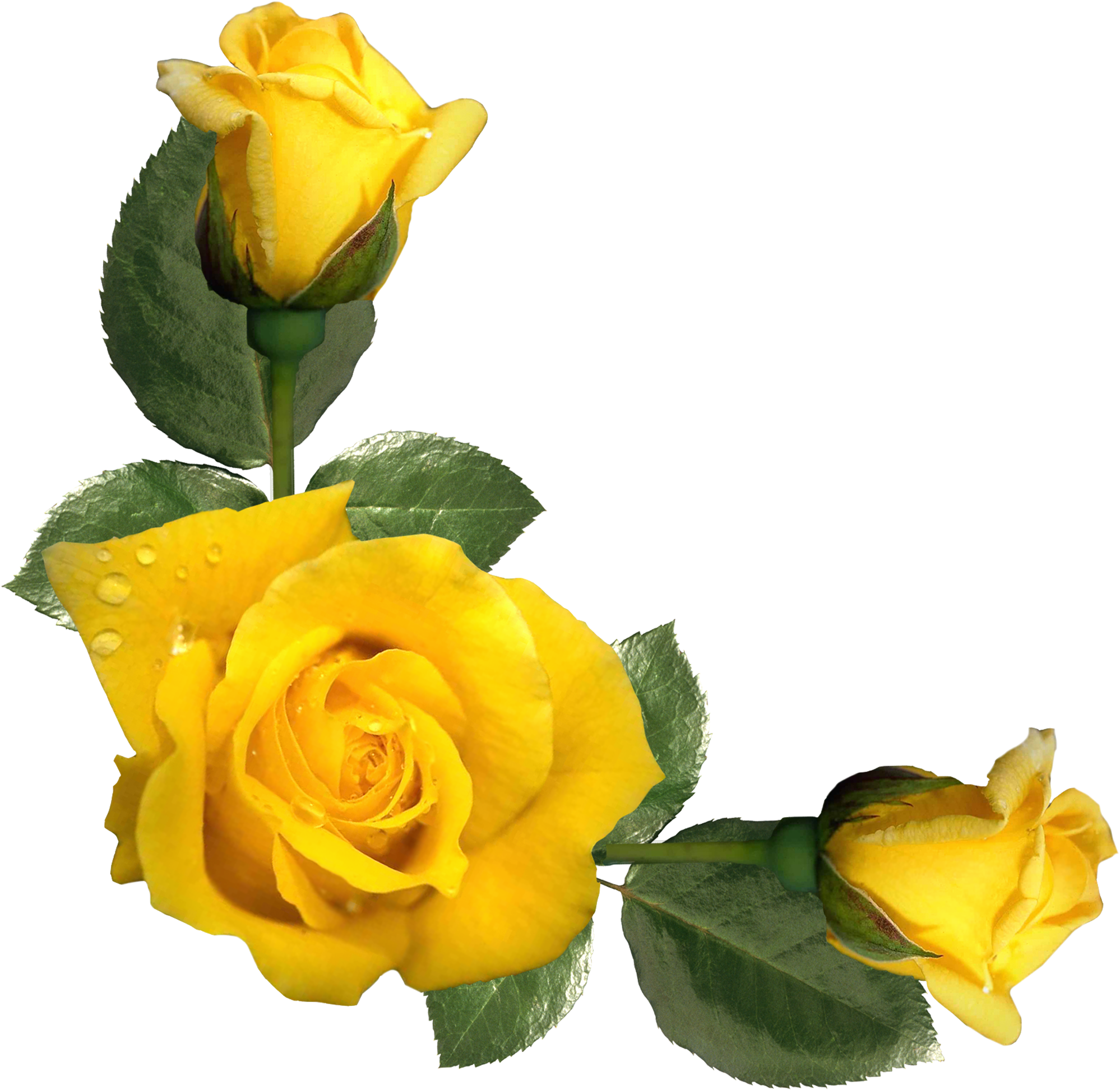 Yellow Rose Border Clipart (2044x2014), Png Download