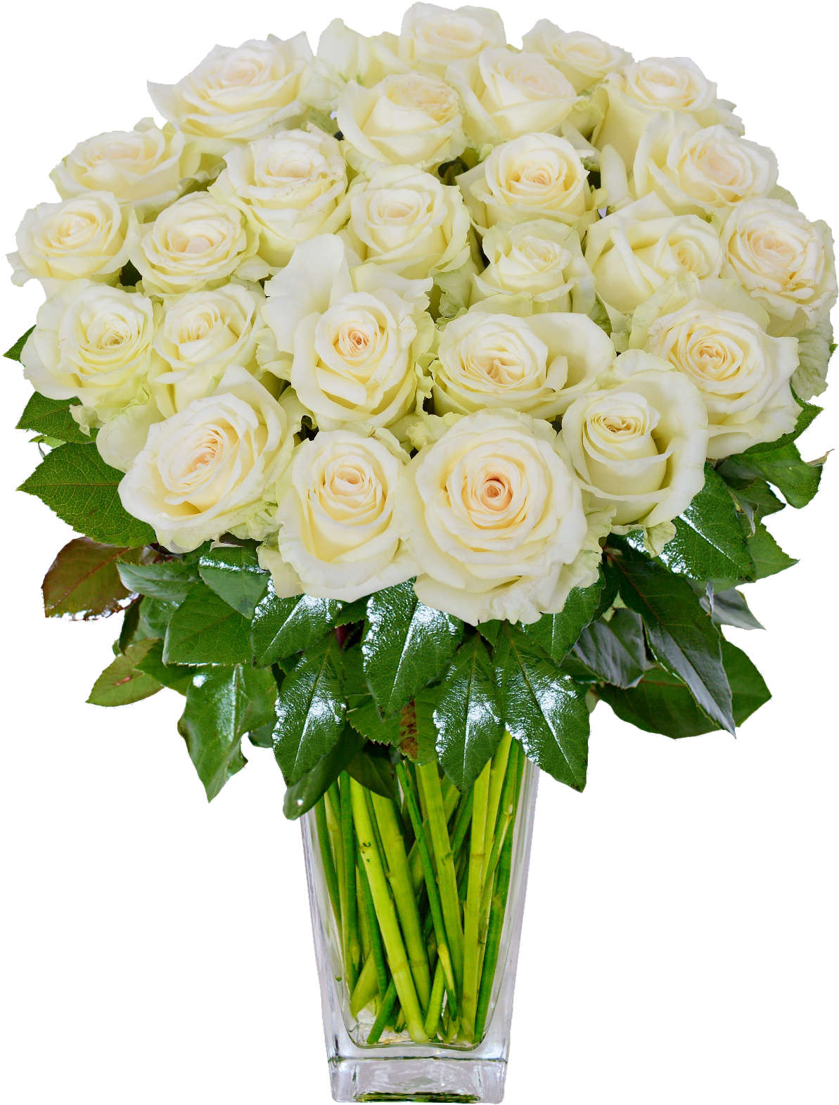 White Roses Png (1200x1600), Png Download