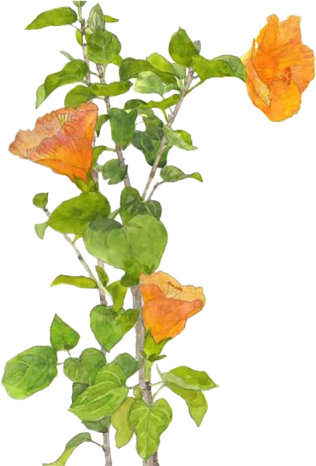 Watercolor Painting Flower Drawing - Watercolor Painting (490x666), Png Download