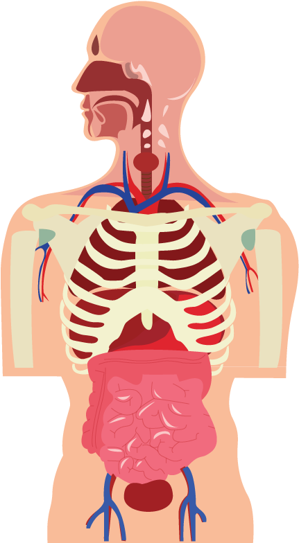 Image - Human (600x800), Png Download