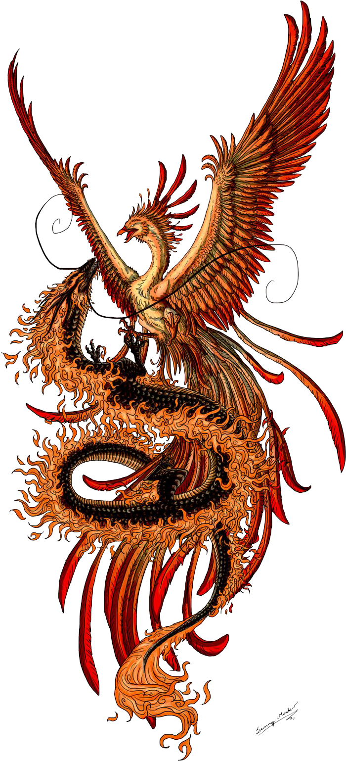 Phoenix Tattoos Png - Phoenix And Dragon (736x1588), Png Download