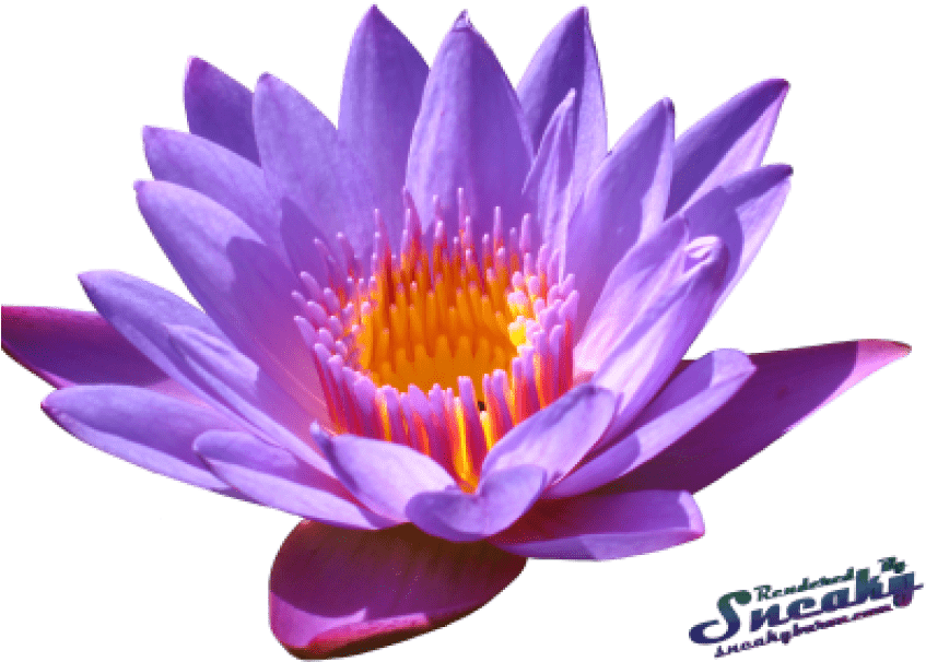 Free Png Water Lily Png Png Images Transparent - Water Lily (850x619), Png Download