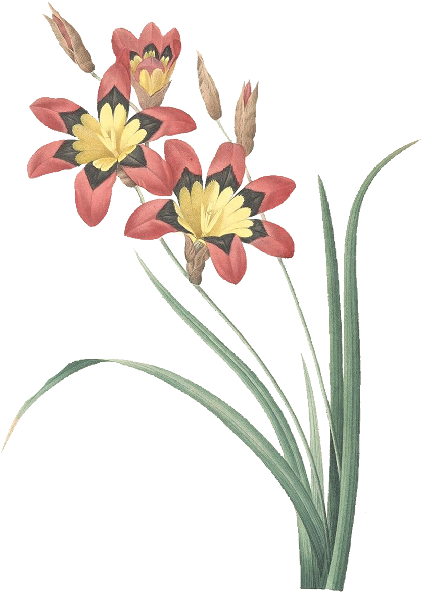 Download At - P J Redoute 63 Ixia Tricolor How To Tell Original From (1200x1200), Png Download