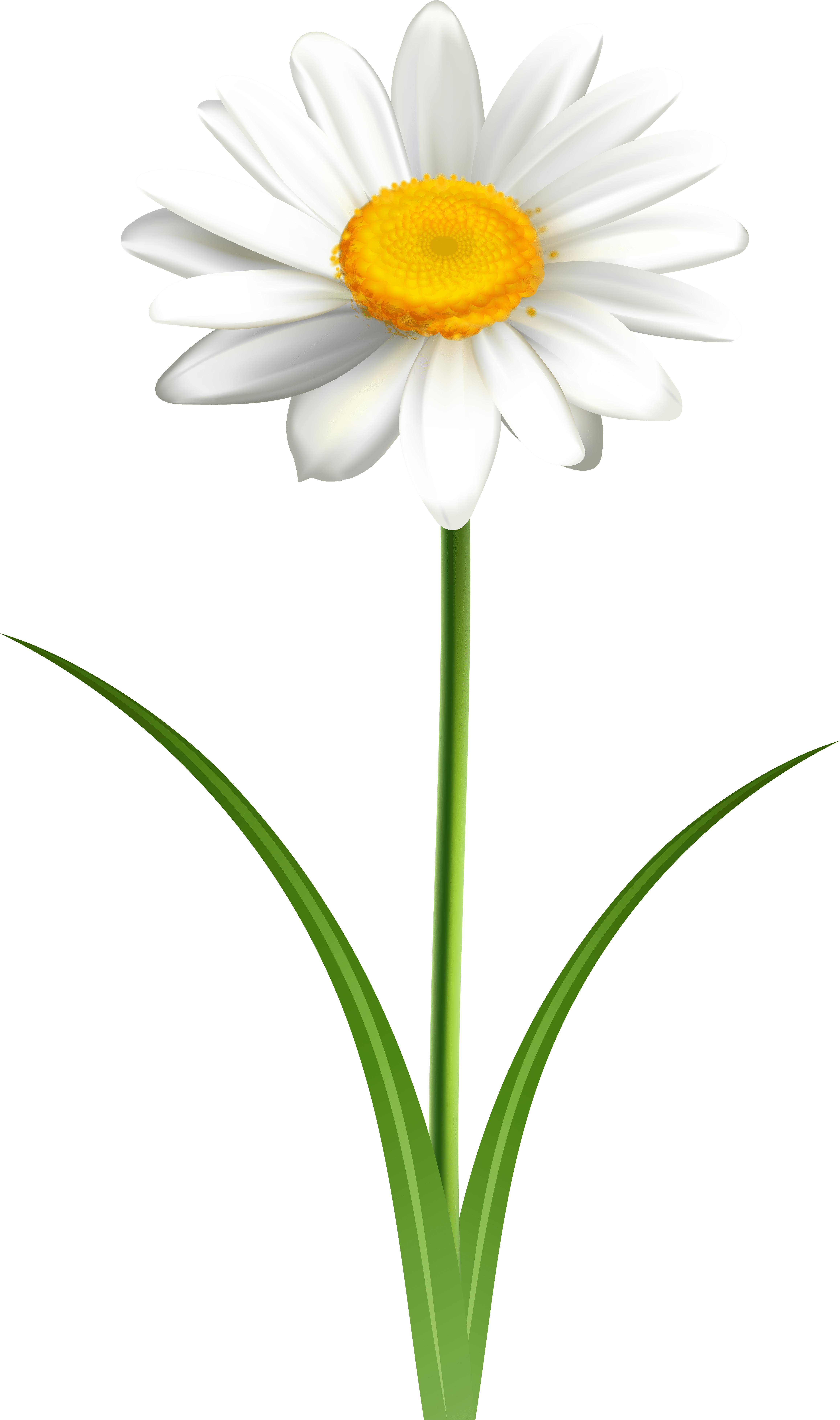 Oxeye Daisy (354x600), Png Download