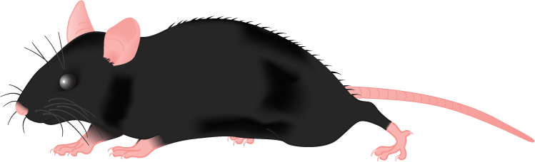 Clipart - Black Mouse Clipart (749x228), Png Download