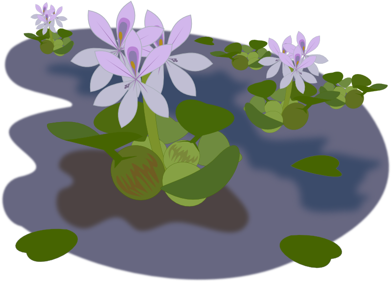 Pond Clipart School - Water Hyacinth Png (800x800), Png Download