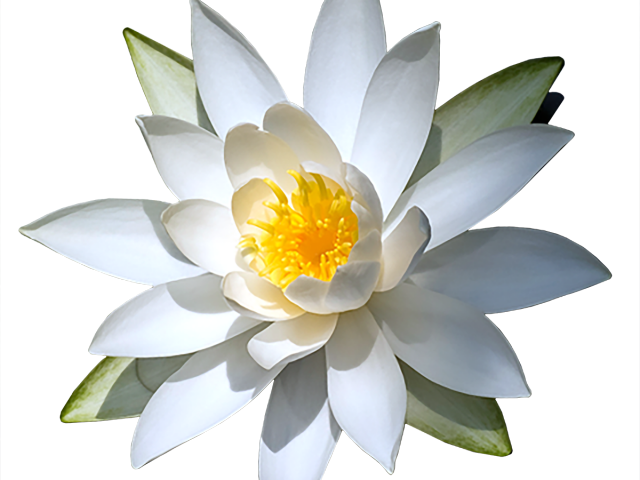 Water Lily Png - Sacred Lotus (640x480), Png Download