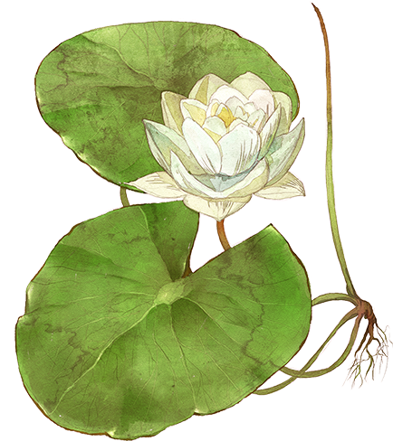 Sacred Lotus (472x760), Png Download