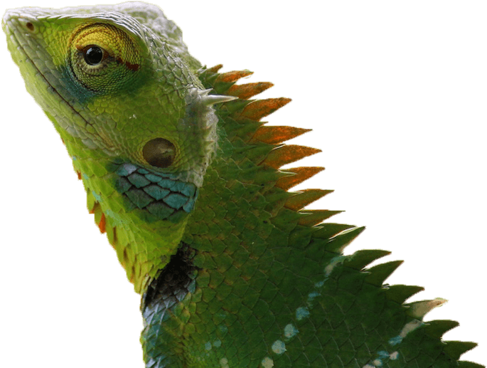 Chameleon Brick Tinting Masot - Chameleon 4k (800x537), Png Download