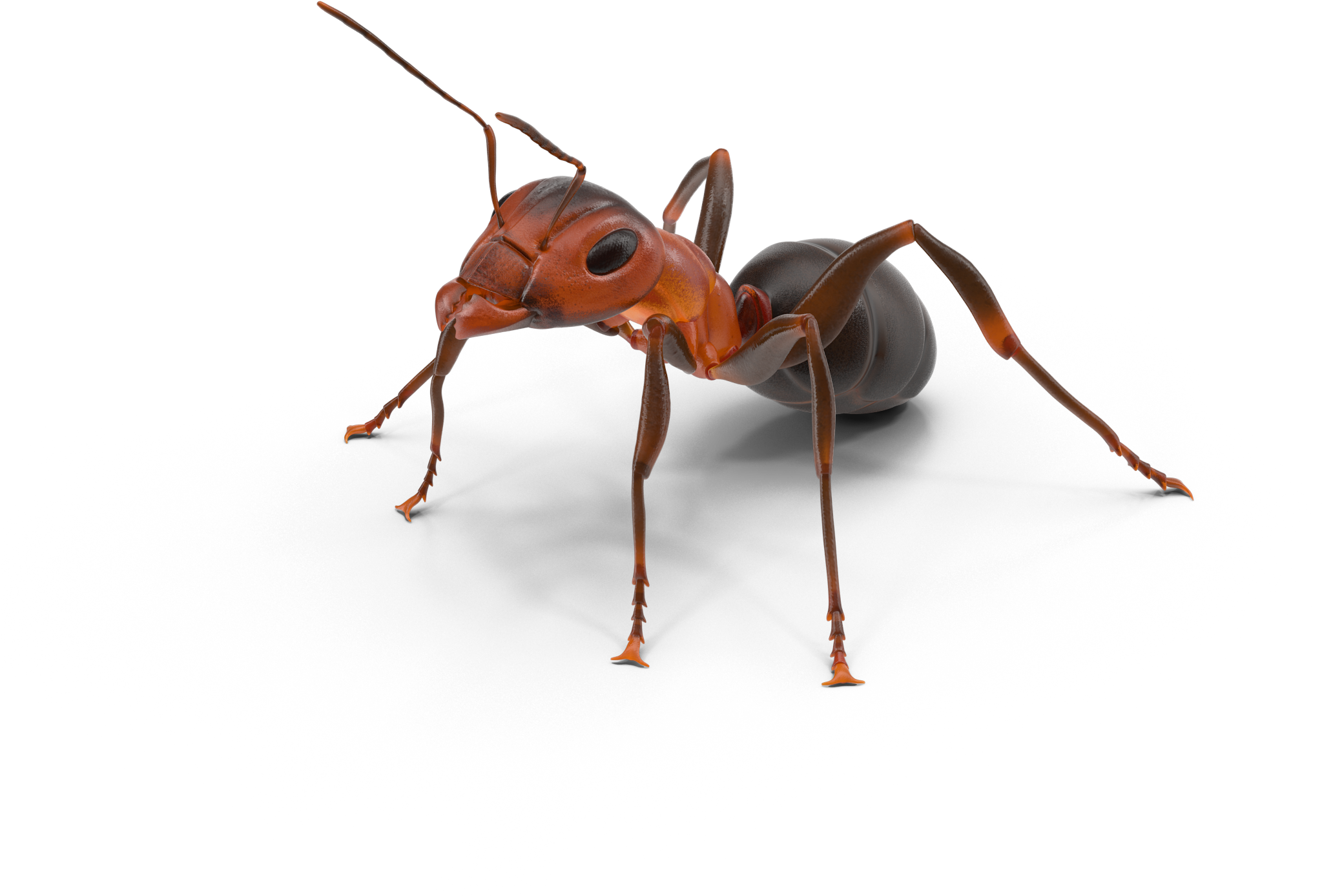 Ant Control Rockwall Texas First Response Lawn - Hornet (2048x2048), Png Download