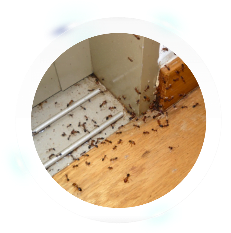 Plywood (800x752), Png Download