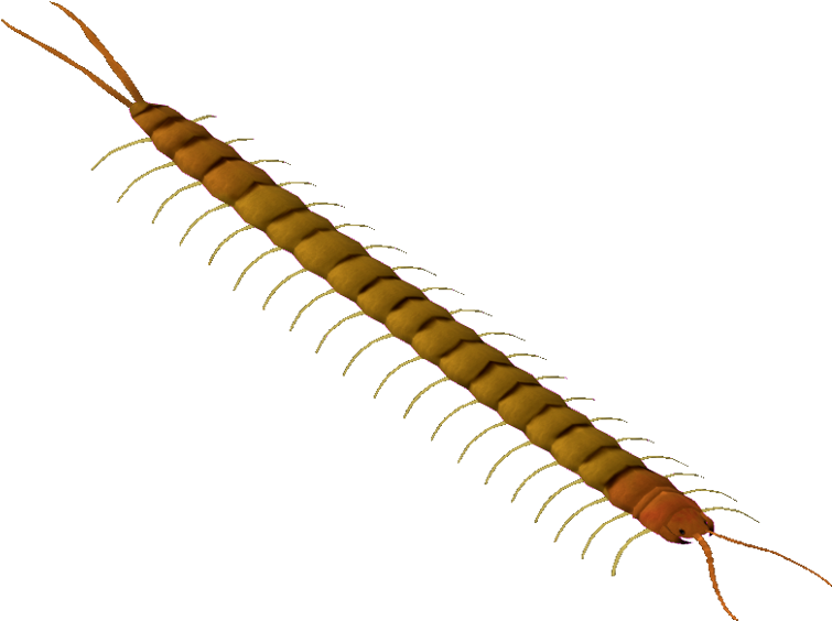 Deserttigercentipede Flish - Millipedes (760x760), Png Download