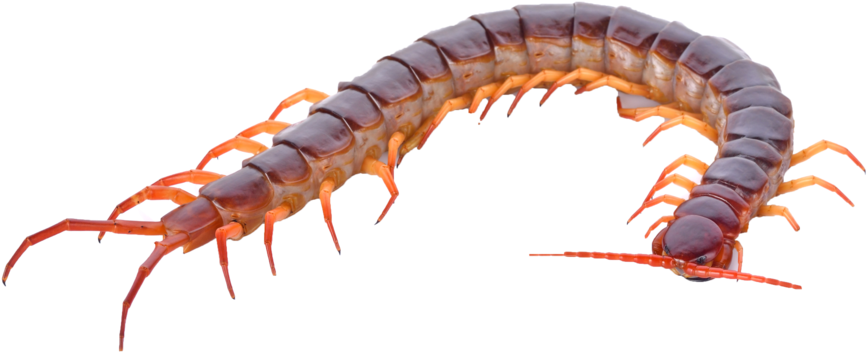 Bigstock-123593060 - Hundred Leg (1000x490), Png Download