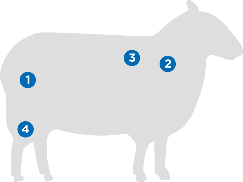 Lamb (1000x749), Png Download