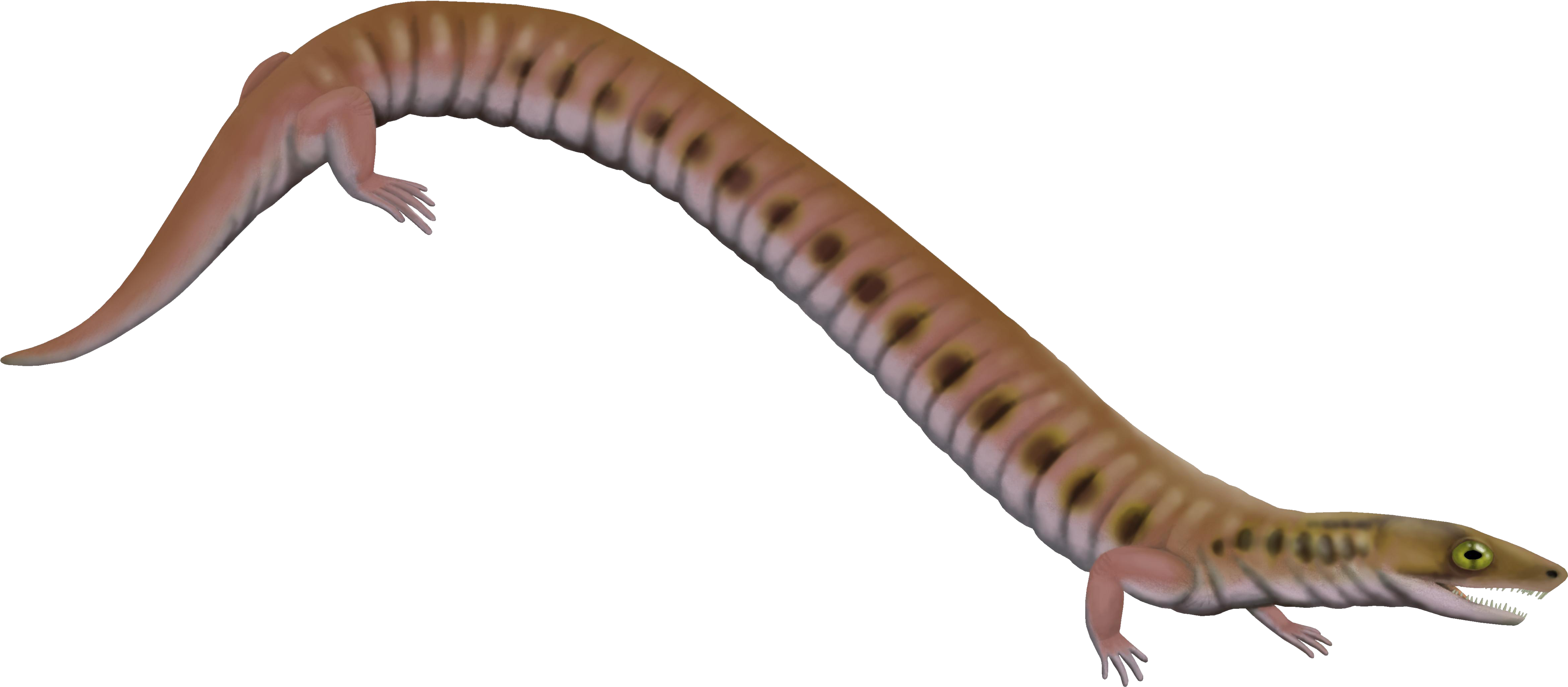 File - Rhynchonkos - Microsauria (5000x2375), Png Download
