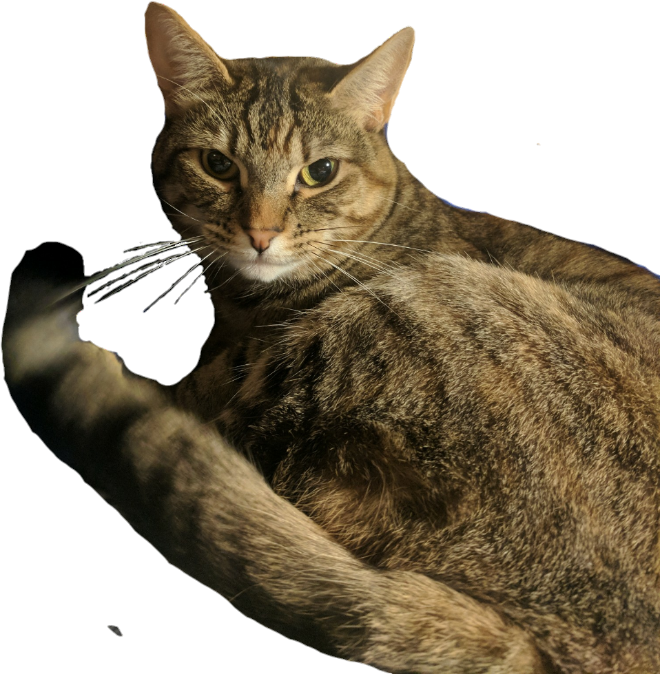 0 Replies 0 Retweets 0 Likes - Domestic Short-haired Cat (973x994), Png Download