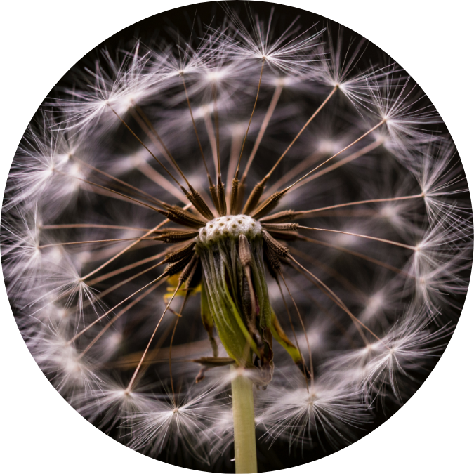 Wishing Flower (675x675), Png Download