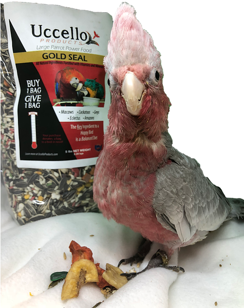 Large Parrot Power Food Gold Seal - Macaw (500x667), Png Download